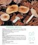 Hygrophorus arbustivus